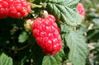 Tayberries