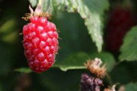 Tummelberries