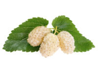 White Mulberry (Morus Alba)