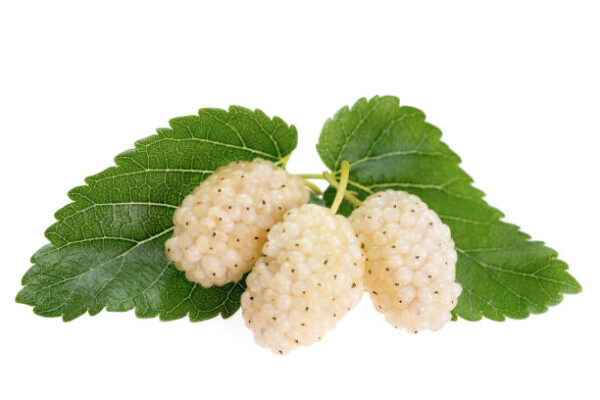 White Mulberry (Morus Alba)