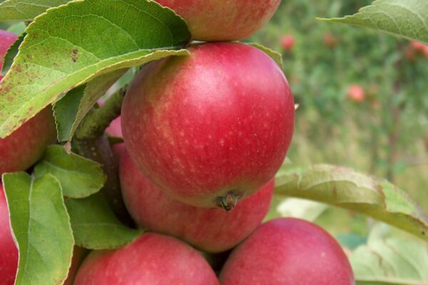 Worcester Pearmain (M26 Rootstock)