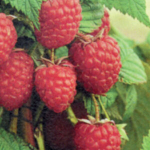 Raspberry plants for Sale ireland | Irish Raspberries Englishs Fruit ...