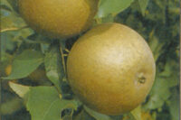 Egremont Russet (M26 Rootstock)