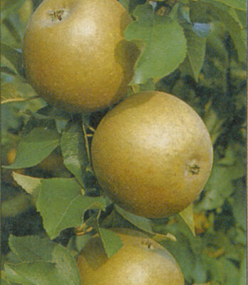 Egremont Russet (M26 Rootstock)