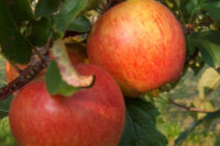 Rubinette