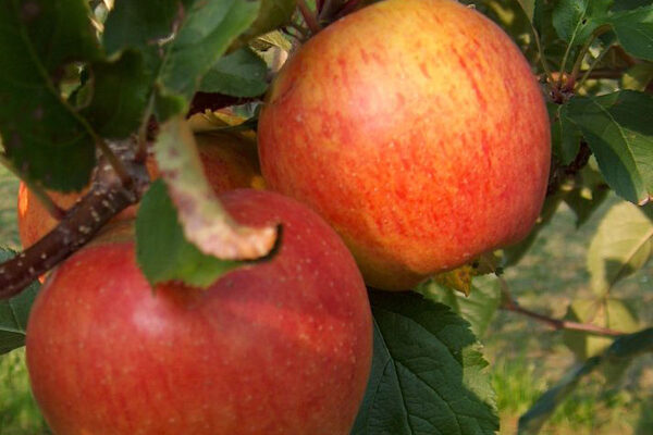 Rubinette
