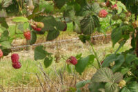 Sunberries