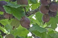 worcesterberries