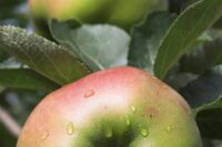 Bramleys Seedling (M26 Rooststock)