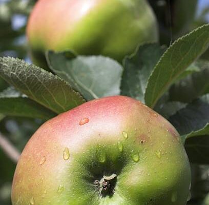 Bramleys Seedling (M26 Rooststock)