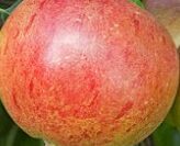 Cox’s Red Pippin (M26 Rootstock)