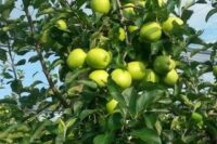 Golden Delicious (M26 Rootstock)