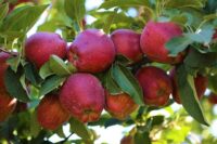 Red Delicious (M26 Rootstock)