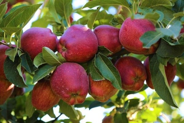 Red Delicious (M26 Rootstock)
