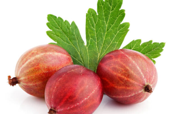 Hinnonmaki Red