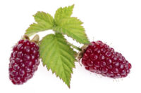 Loganberries (LY59/LY654)