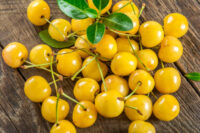 Canary Yellow Cherry