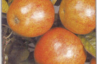 Ellisons Orange (M26 Rootstock)