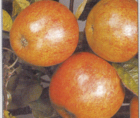 Ellisons Orange (M26 Rootstock)
