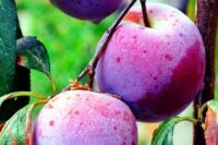 Twin/Trio Plum Trees