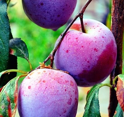 Twin/Trio Plum Trees