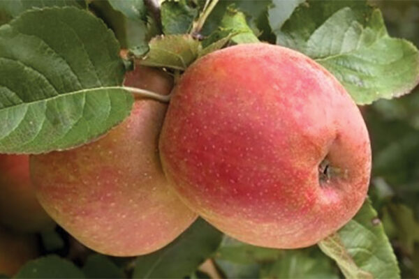 Boskoop (M9 & M26 Rootstock)