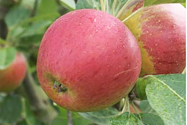 Cevaal Alkmene