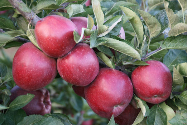 Gloster (M26 Rootstock)