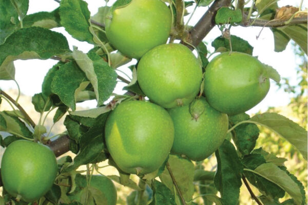 Grenadier (M26 Rootstock)