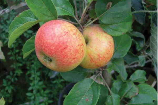 Irish Peach