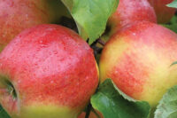 Jonagold (M26 Rootstock)