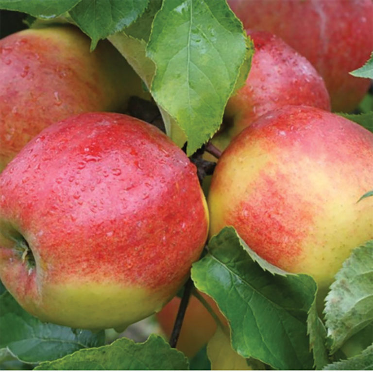 Apple Trees For Sale Ireland English's Fruit Nursery