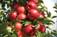 Summer Red (M26 Rootstock)