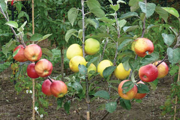 Twin Apple Trees