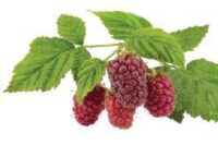Buckingham Tayberries