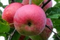 Champion (M26 Rootstock)