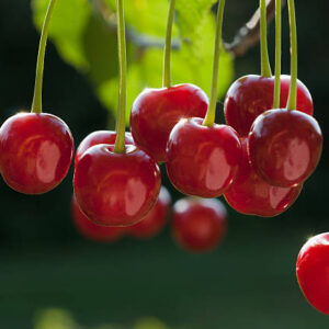 Cherries