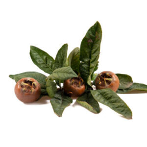 Medlar