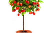 Mini Cherry Tree - Piemont