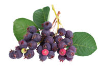 Saskatoon Berry