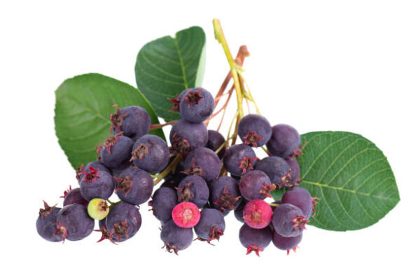 Saskatoon Berry