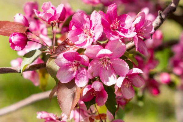 Crab Apple - Ola