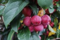 Crab Apple - Red Sentinel