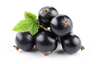 Ebony (Early Cropper)