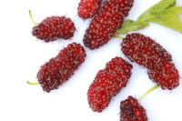 Red Mulberry (Morus Rubra)