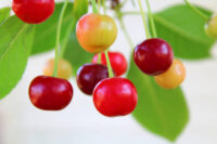 Twin Cherry Tree