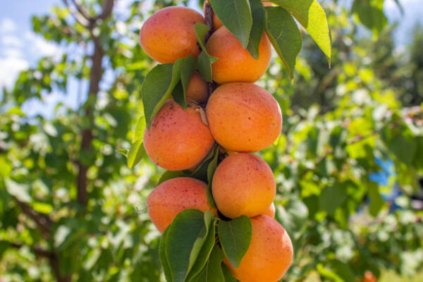 Columnar Apricot