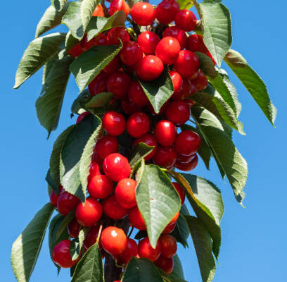 Columnar Cherry
