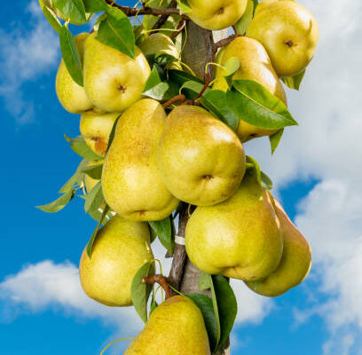 Columnar Pear