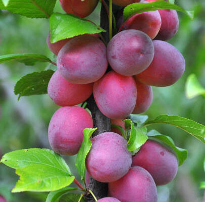 Columnar Plum